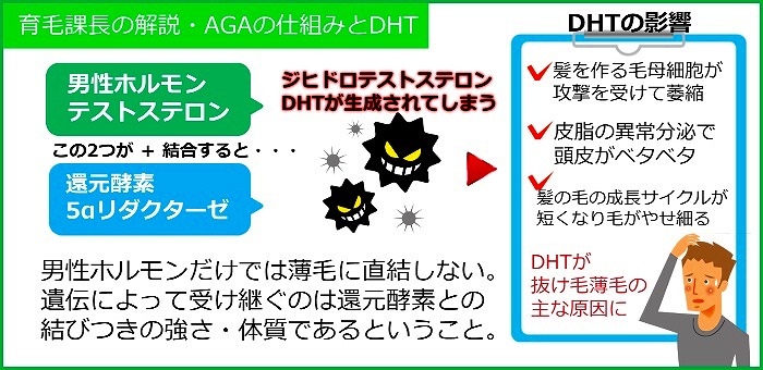 AGAはDHTの生成によって起きるが、ヒオウギエキスはDHT発生の原因となる5αリダクターゼ酵素の活性を下げる